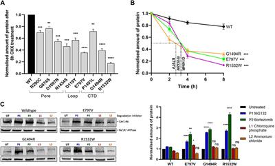 Cav1.4 congenital stationary night blindness is associated with an increased rate of proteasomal degradation